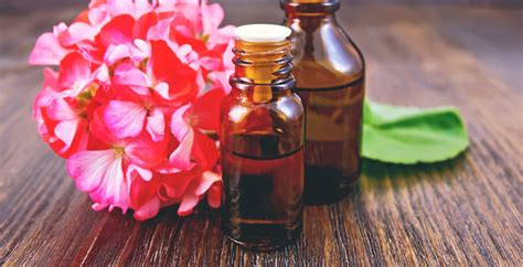 geranium essential oil uses